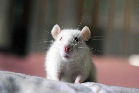 Top 7 Ways to Keep Rats and Rodents away from Your Home